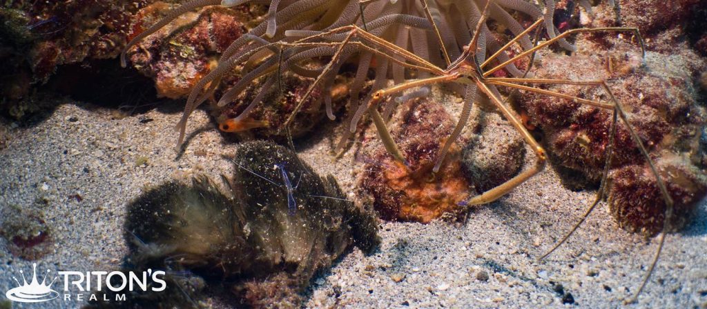 edit_tritons-realm_arrow-crab-shrimp-fsted-pier_fb