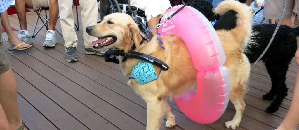 Christiansted Boardwalk Goes to the Dogs!