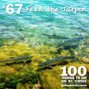 stcroix100-067-feed_tarpon