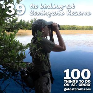stcroix100-039-Birding