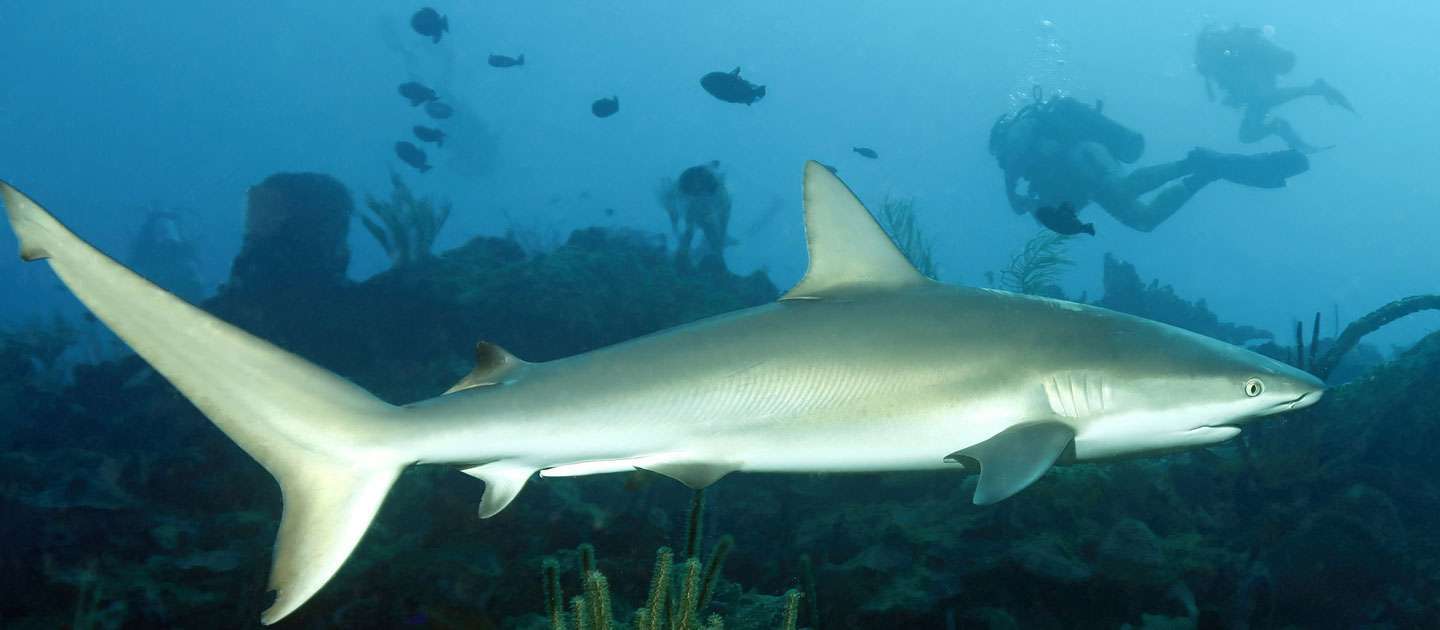 edit dive sites salt river shark
