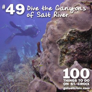 stcroix100-049-dive-the-canyons-of-salt-river
