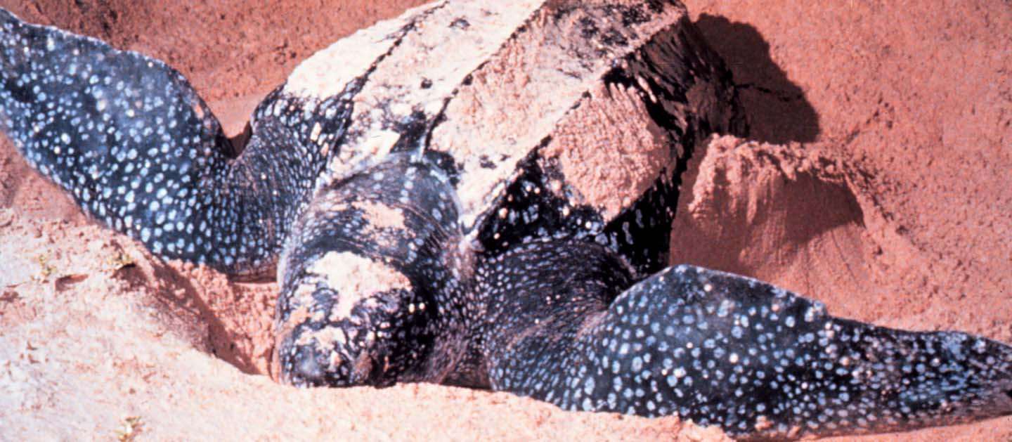 Leatherback Turtle Nesting