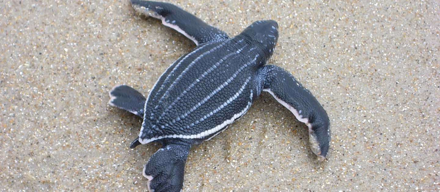 Leatherback Turtle Hatchlings