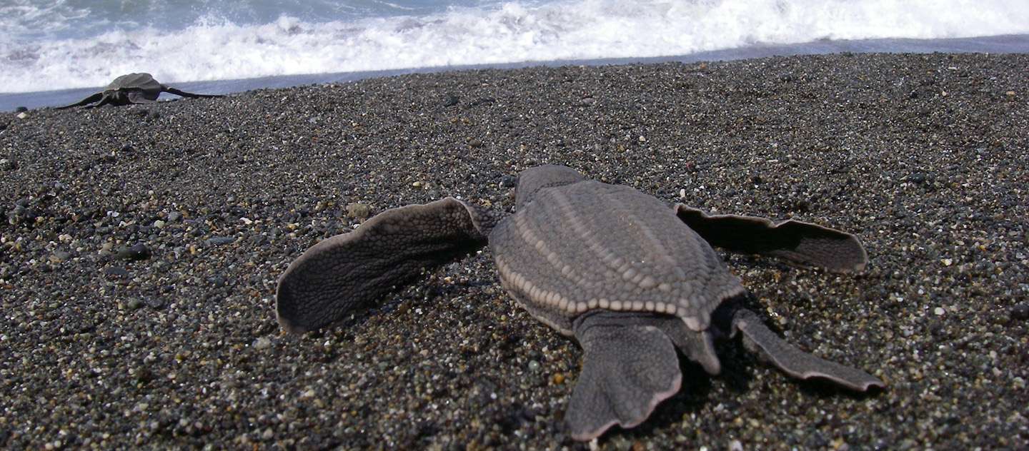 Leatherback Turtle Hatchlings