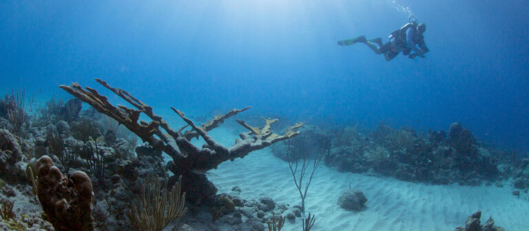 ad sweet bottom dive center underwater elkhorn coral 768x336