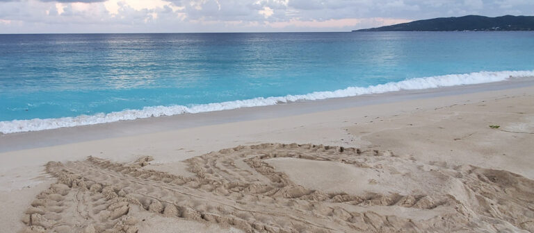 ad st croix sea turtle project 768x336
