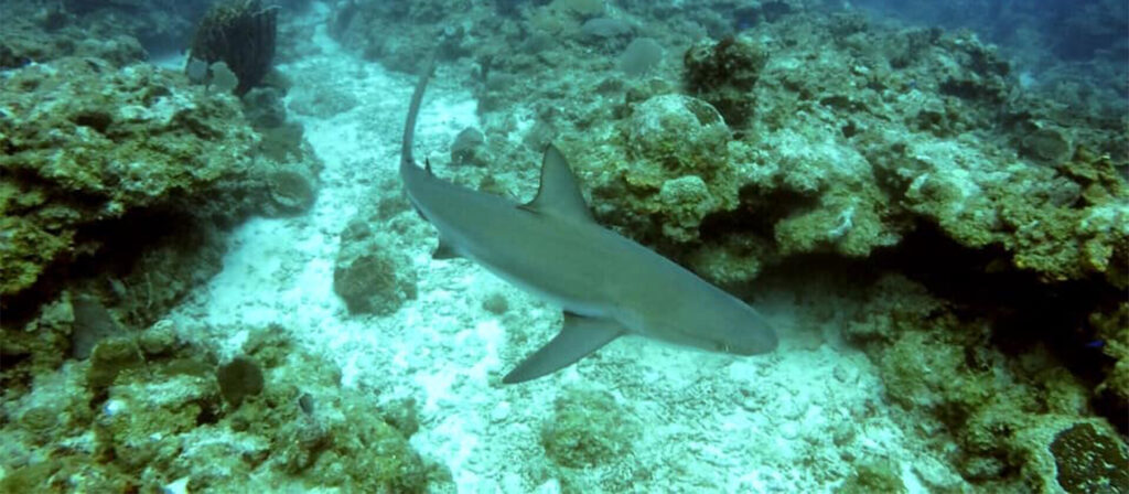 gallery SCUBA shark 1024x448 1
