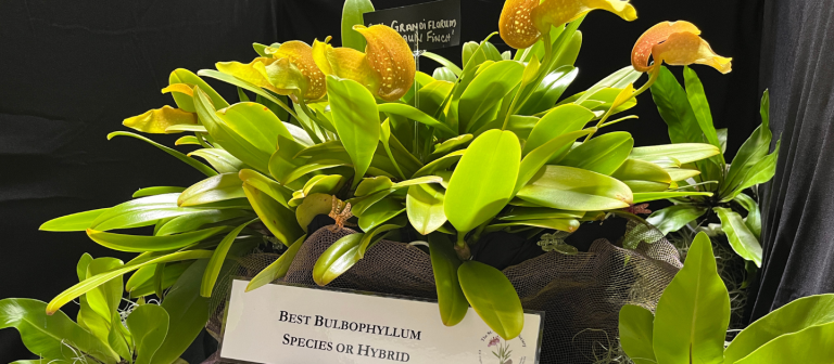 gallery orchid show 2024best bulbophyllum 768x336