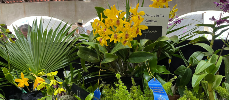 gallery orchid show 2024blue ribbon display 768x336