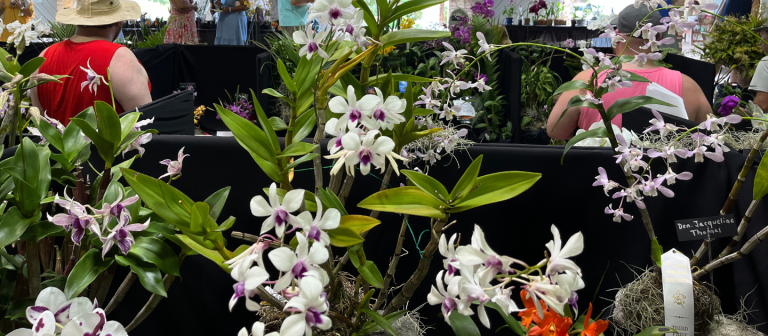 gallery orchid show 2024purple and white display 768x336