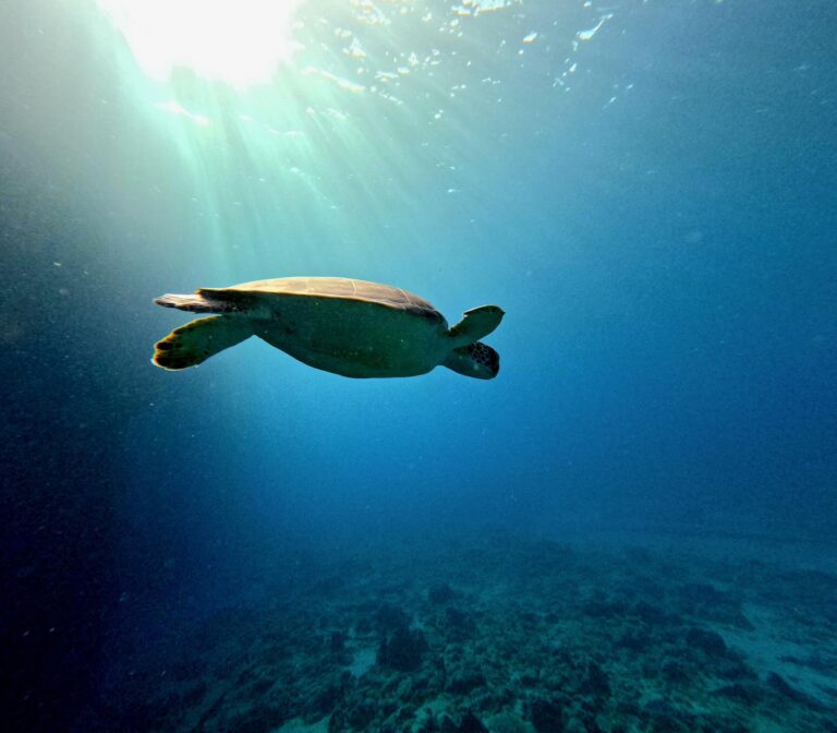 Blue Salt Divers PC Lisa Bosca Photo 01 768x672